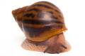 Achatina achatina achatina Ghana typ 2a semiadult, 8cm